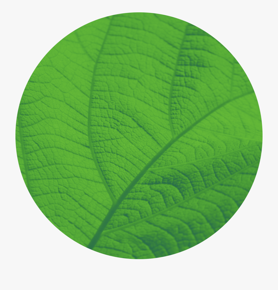 Northern Catalpa, Transparent Clipart