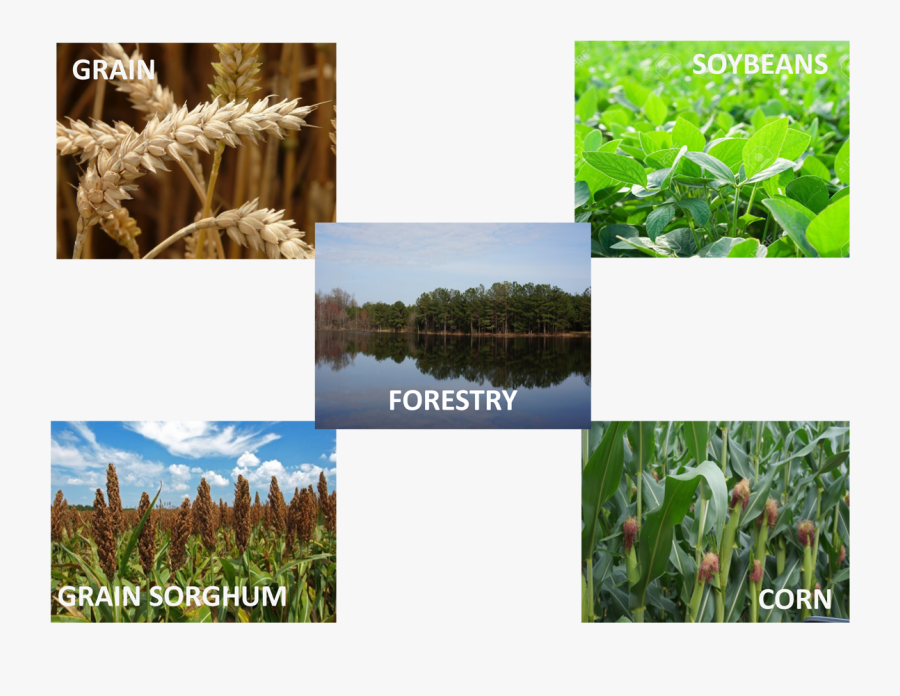 Othercropbottom - Cash Crop, Transparent Clipart