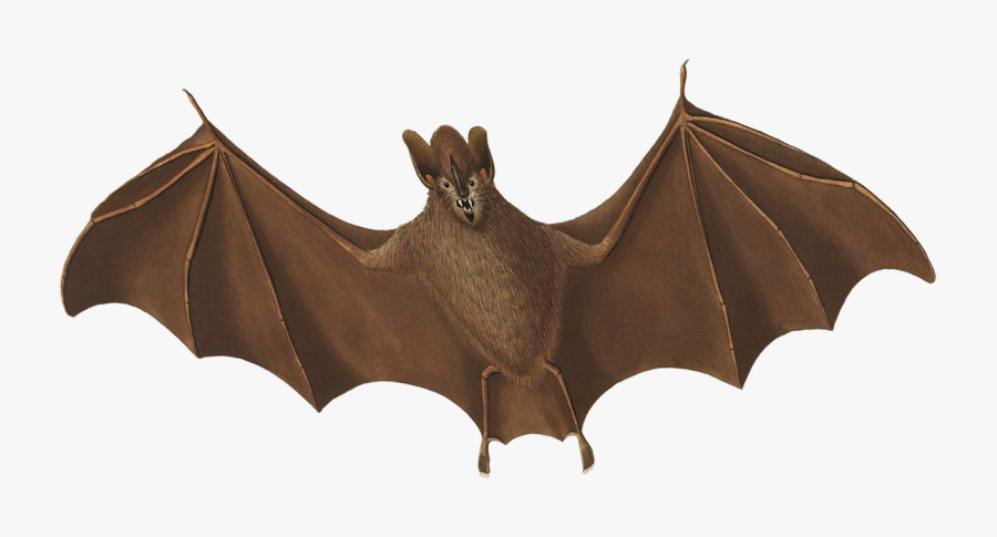 Halloween Bat Flying - Bat Flying, Transparent Clipart