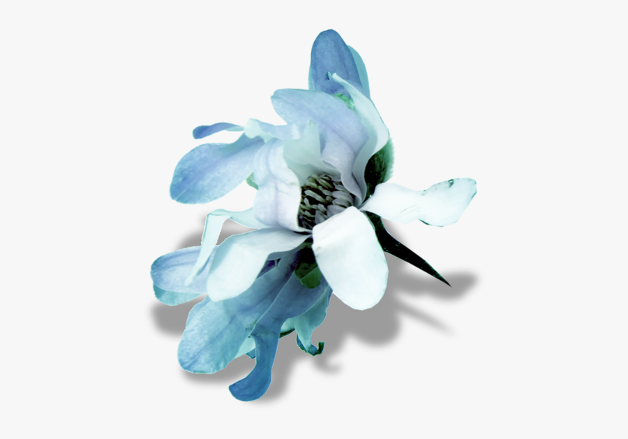 Pin By Sanjana Ghosh - Snowdrop, Transparent Clipart