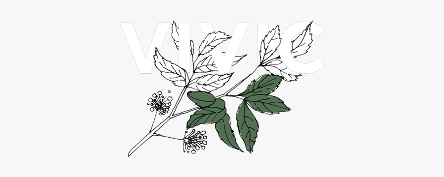 Rosa Glauca, Transparent Clipart