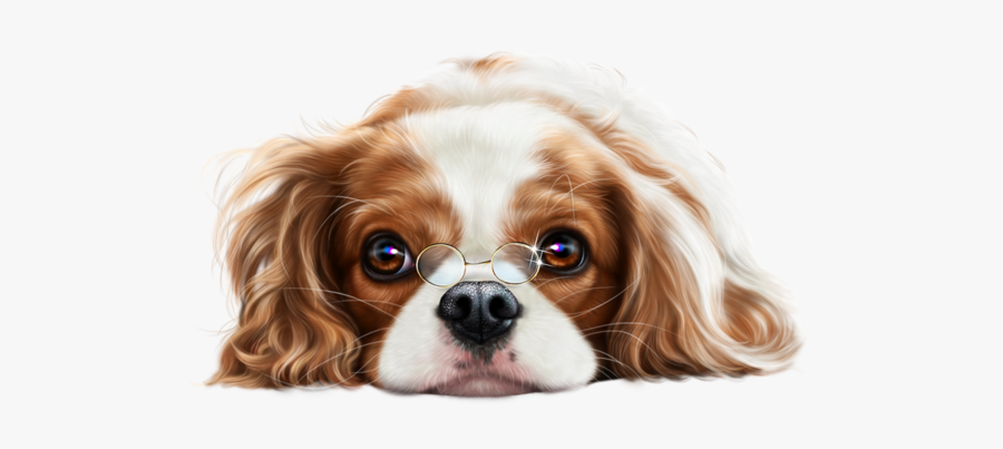 Cavalier King Charles Spaniel Clipart, Transparent Clipart