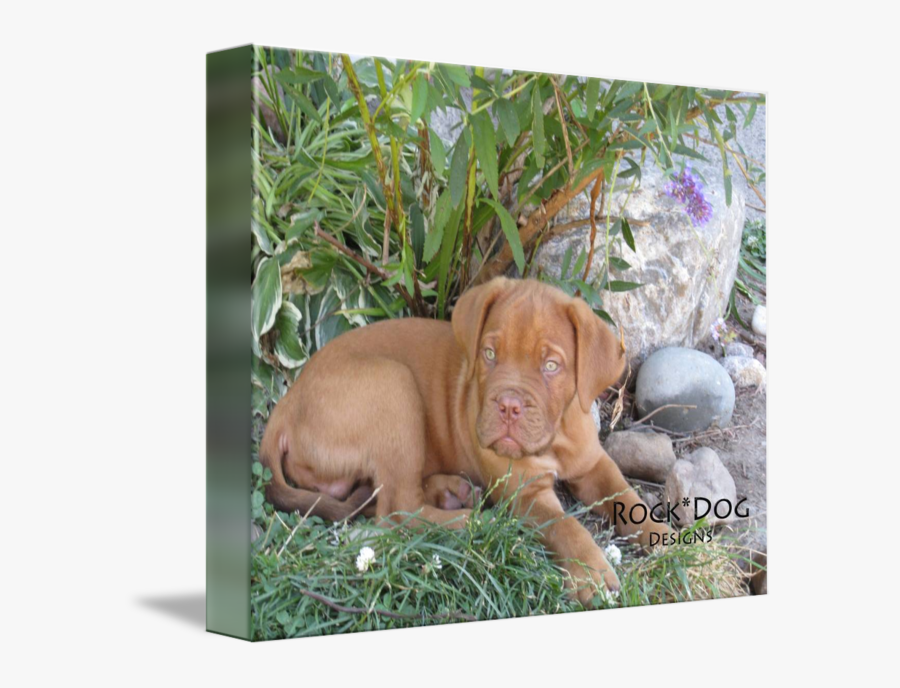 Clip Art Bush Puppy - Vizsla, Transparent Clipart