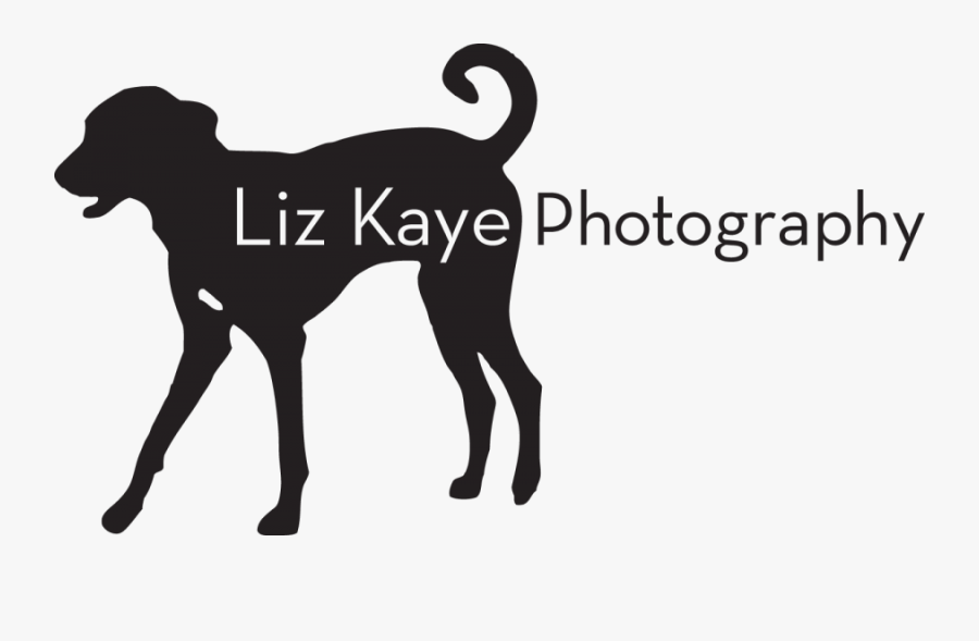 Companion Dog, Transparent Clipart