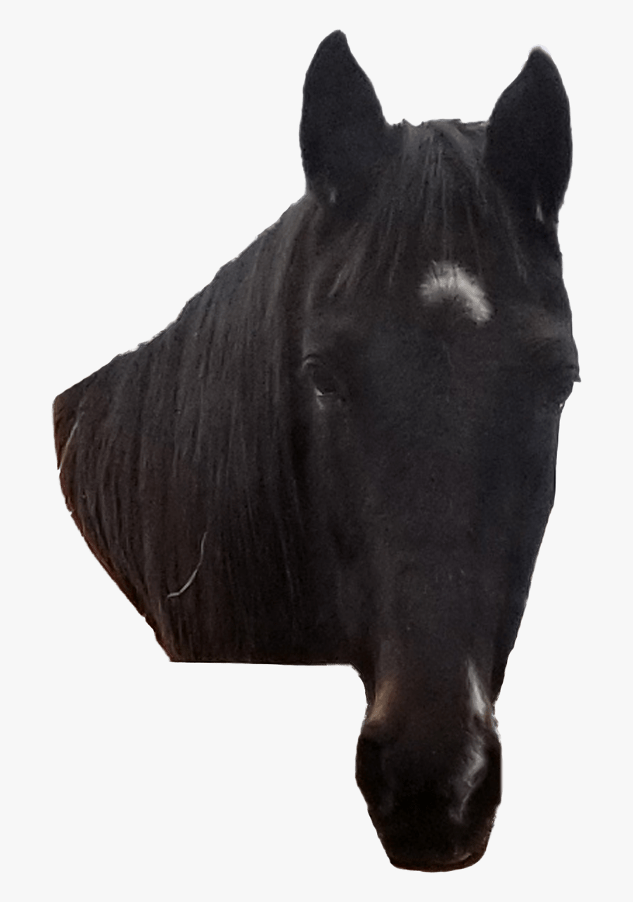 "" - Stallion, Transparent Clipart