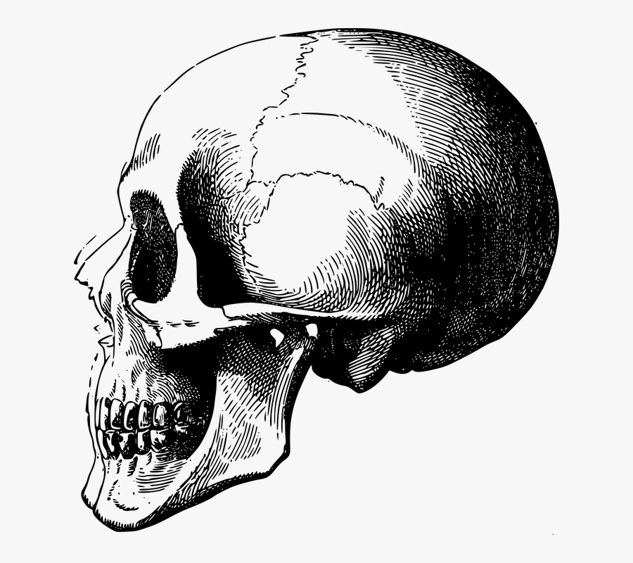 Blanket Drawing Bone Head - Skeleton Drawing Head, Transparent Clipart
