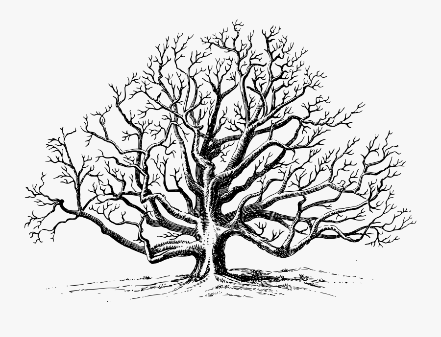 This Free Icons Png Design Of Walnut Tree - Black Walnut Tree Drawing, Transparent Clipart
