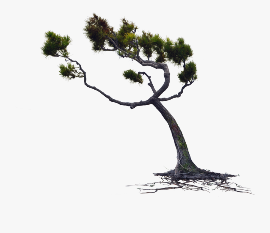 Blowing Wind Png - Tree Blowing In The Wind Png, Transparent Clipart