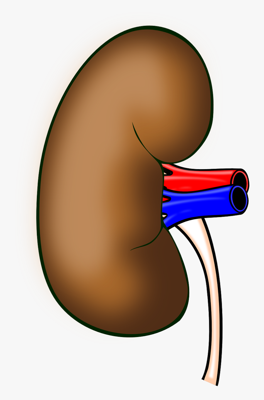7 Good Habits That May Improve Your Kidney Health Right - Kidney Clip Art Transparent, Transparent Clipart