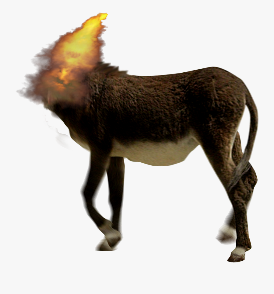 Water Buffalo Cattle American Bison Ox African Buffalo - Burro, Transparent Clipart