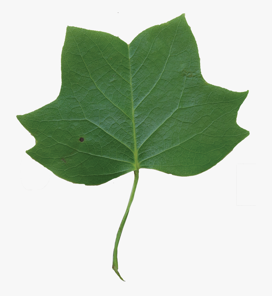 Leaf Clipart Tulip Tree - Tulip Poplar, Transparent Clipart