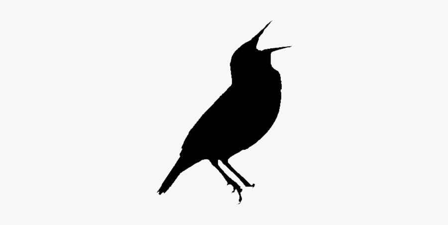 Tropical Birds Png Full Hd With Transparent Bg - Perching Bird, Transparent Clipart