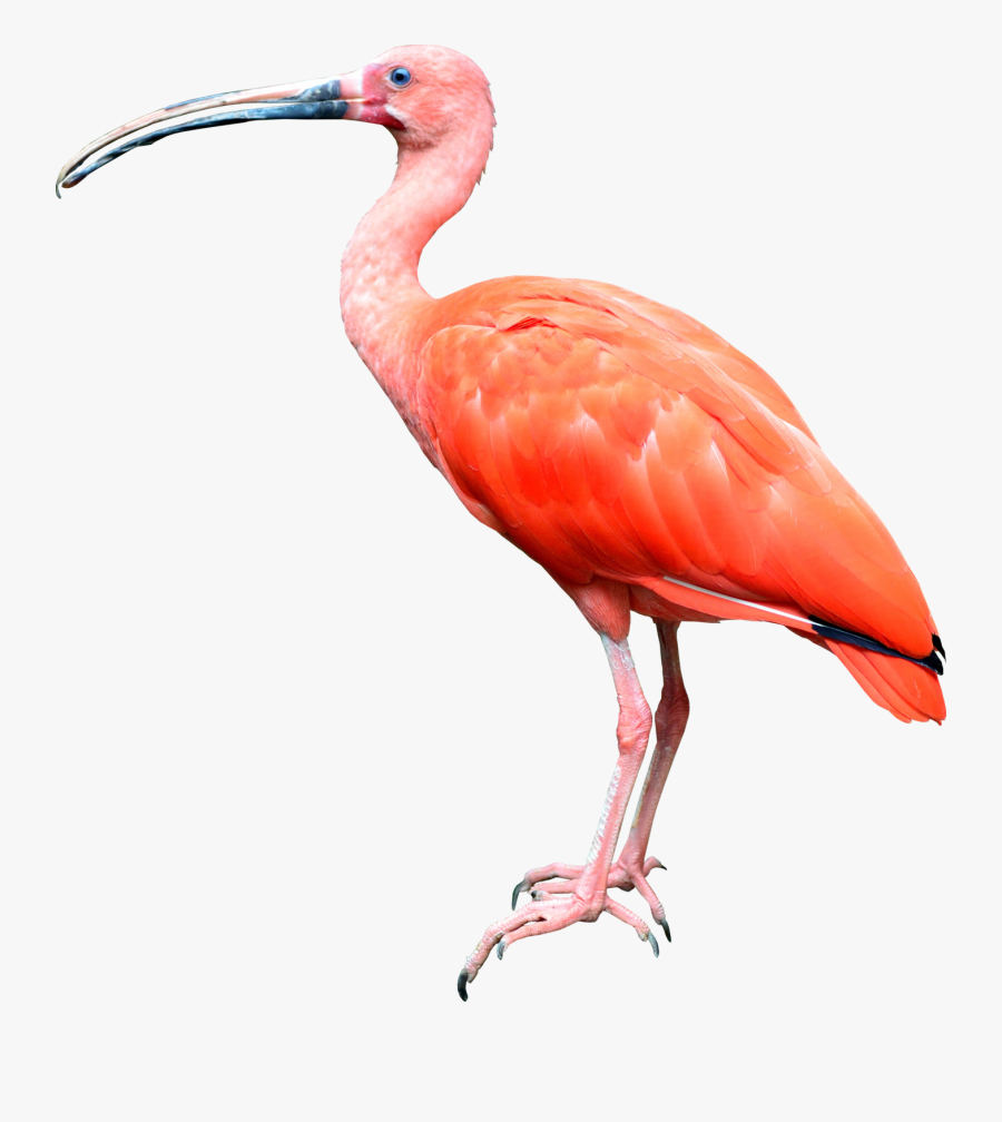 Transparent Bird Transparent Png - Transparent Tropical Bird Png, Transparent Clipart