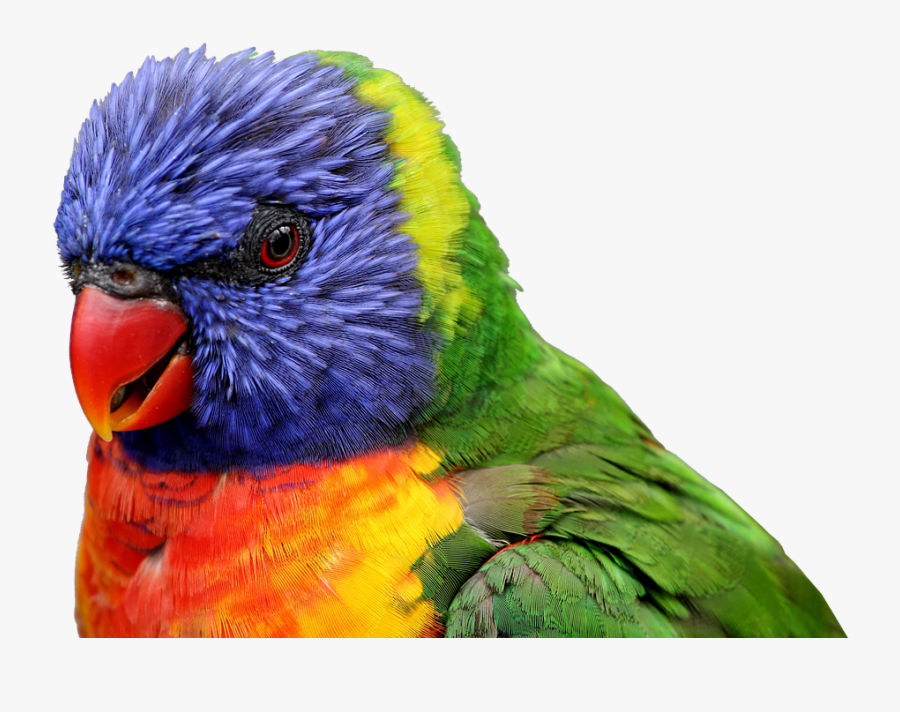 Tropical Birds Png -parrot Bird Feather Tropical Animal - Rainbow Lorikeet Png, Transparent Clipart