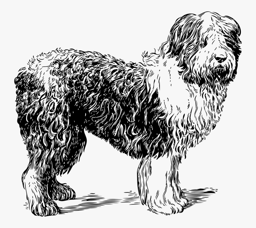 Sheepdog, Pet, Animal, Shaggy, Domestic, Purebred - Sheep Dog Clipart Black And White, Transparent Clipart