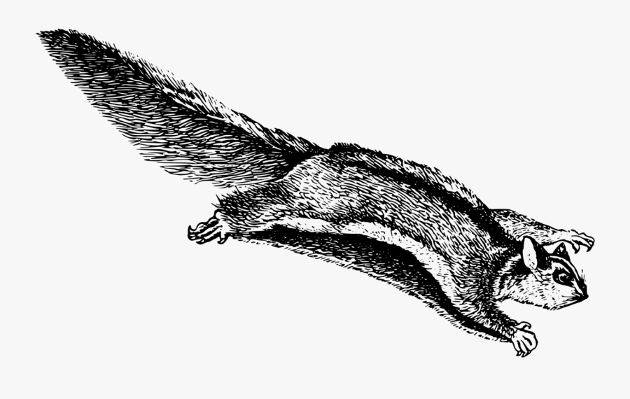 Reptile,monochrome Photography,carnivoran - Flying Squirrel Clip Art, Transparent Clipart