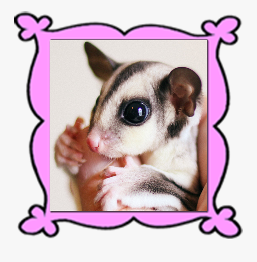 Personalized Glidersafe Delivery Adoption Package"
 - Rat, Transparent Clipart