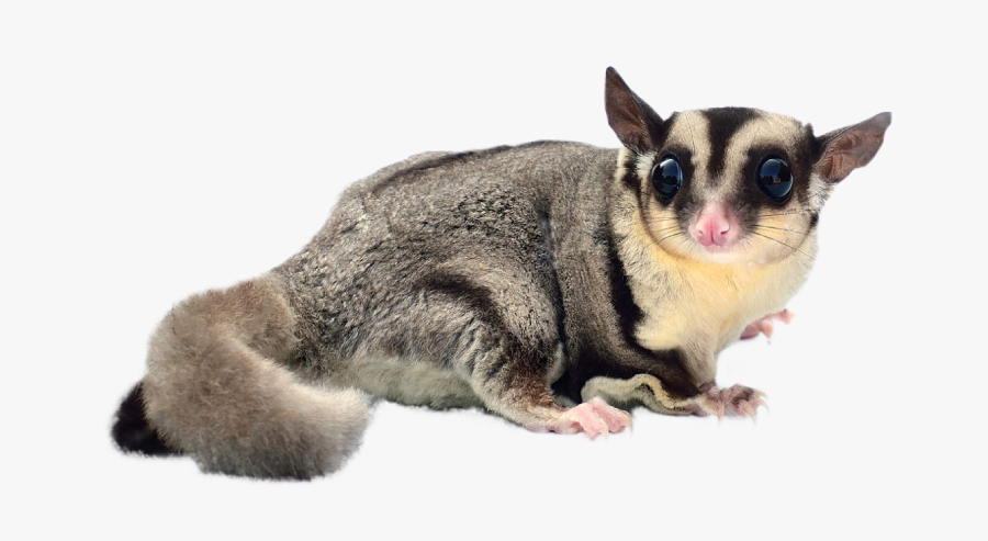 Glider - Sugar Glider No Background, Transparent Clipart