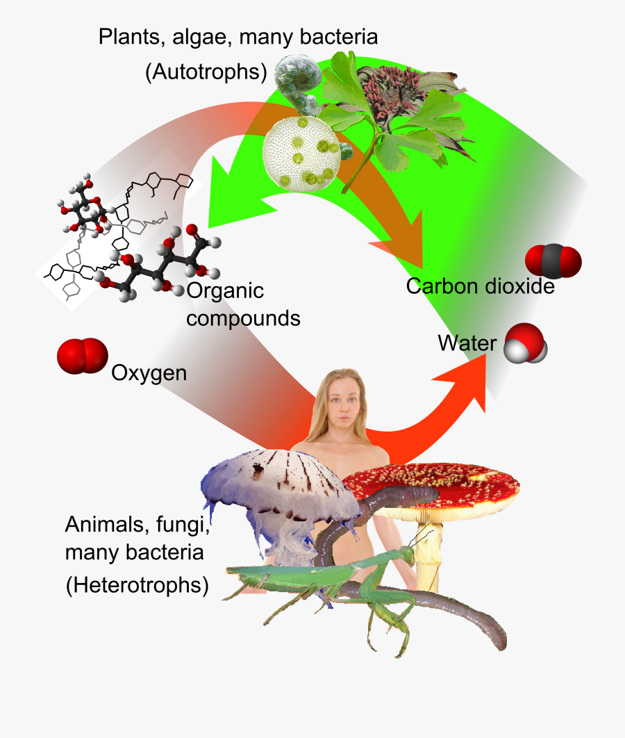 Plant And Animal Immune System, Transparent Clipart