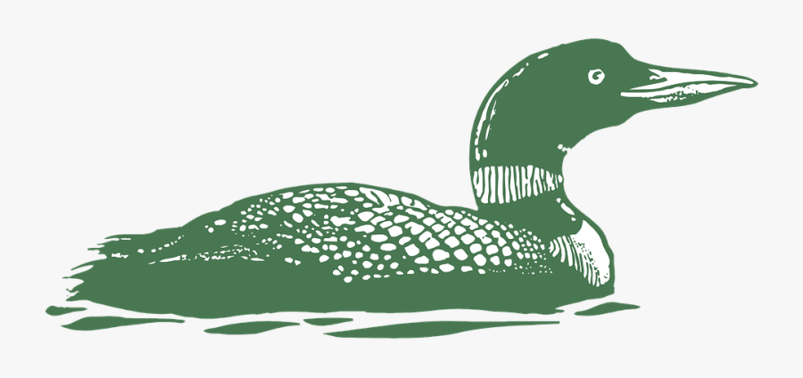 Loon Illustration, Transparent Clipart