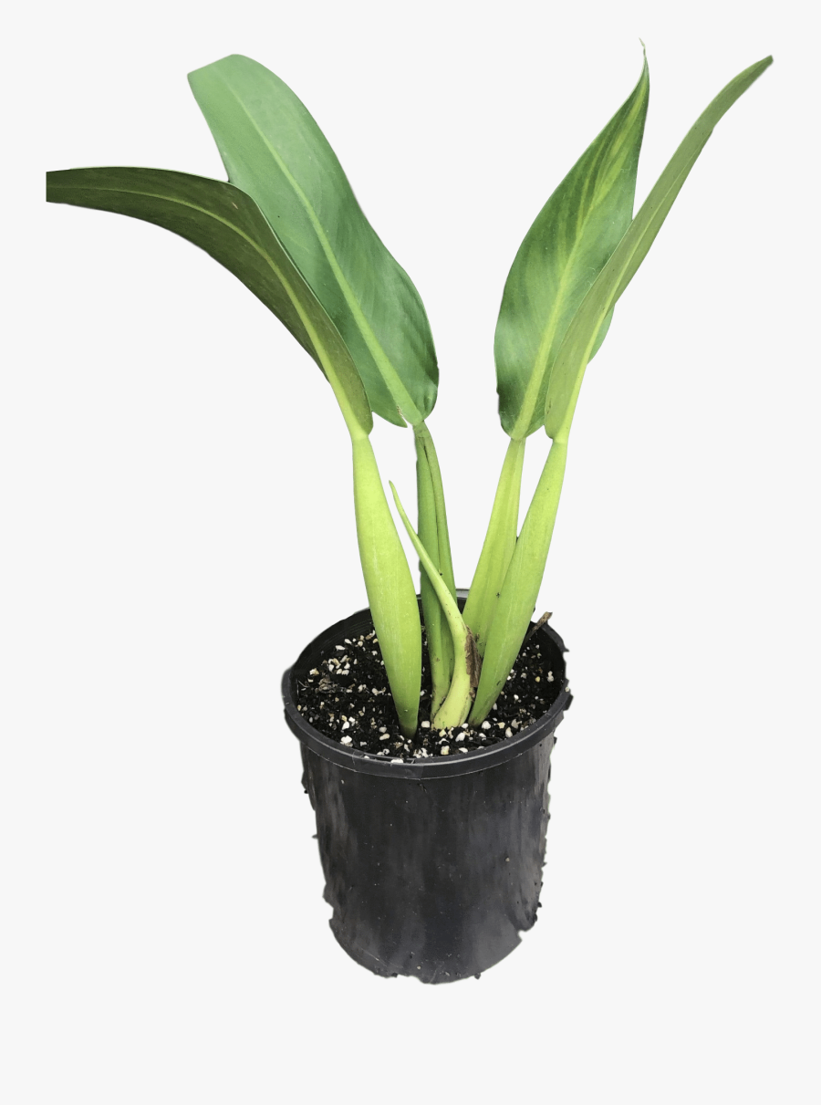 Transparent Philodendron Png - Philodendron Martianum Fat Boy, Transparent Clipart