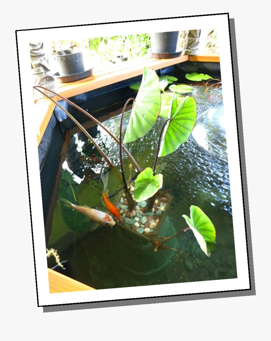 Susie Koi 1 Png - Aquatic Plant, Transparent Clipart