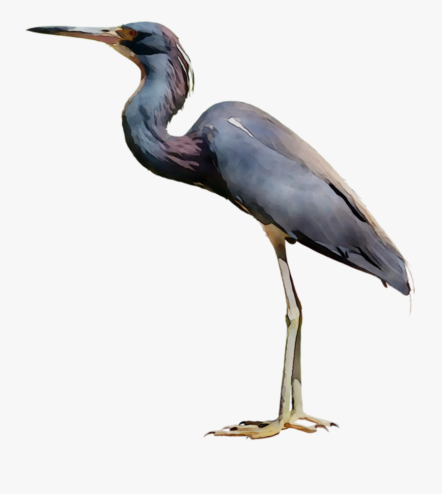 Little Blue Heron Bird Crane Egret - Blue Crane Transparent, Transparent Clipart