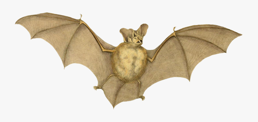 Nyctophilus Major Bat Drawing - Drawing Bat Png, Transparent Clipart