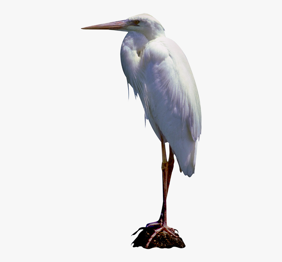 Great Egret Bird White Stork Little Blue Heron Blog - Heron Transparent Png, Transparent Clipart