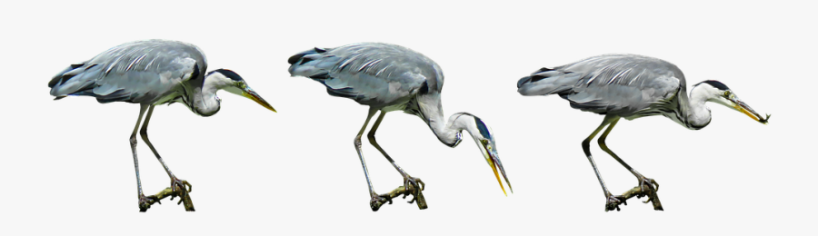 Nature, Bird, Heron, Water Bird, Hunt, Lurking, Bill - Heron Bird Png, Transparent Clipart