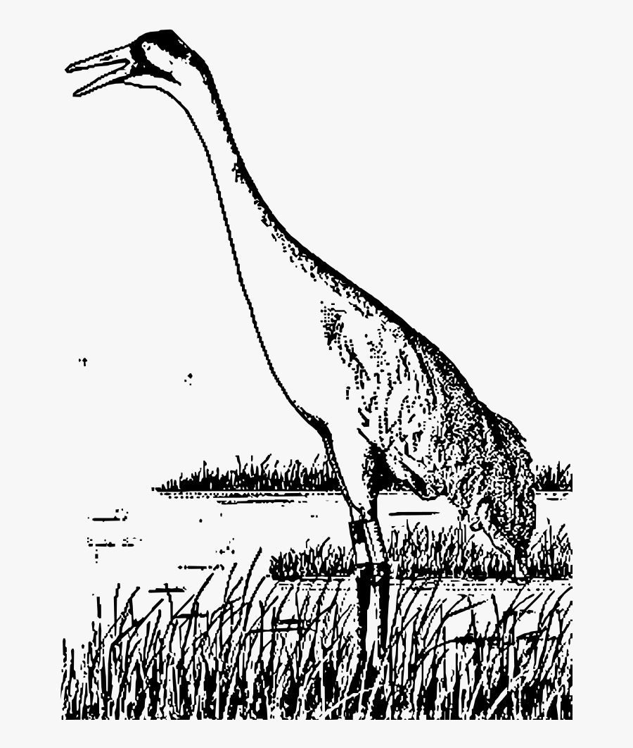 Sandhill Crane - Grulla Para Colorear, Transparent Clipart