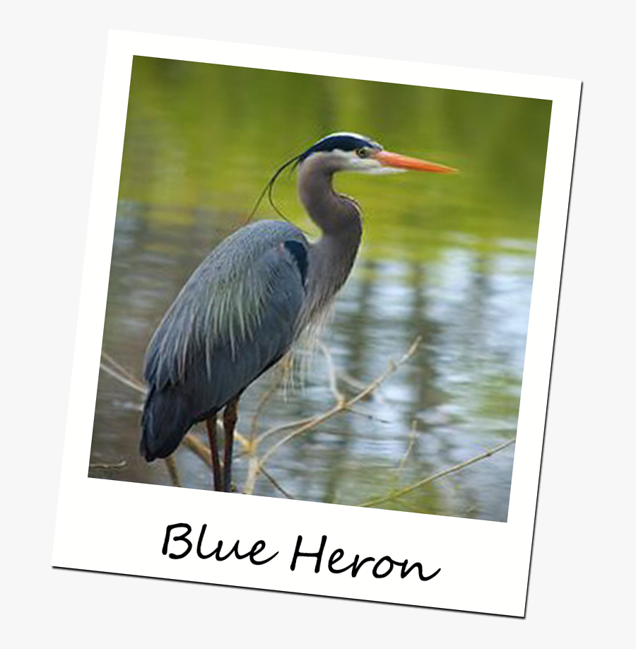 Blue Heron - Great Blue Heron In Winter, Transparent Clipart