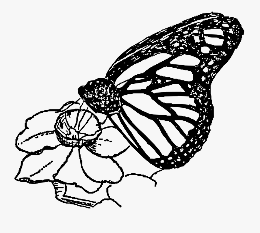 Butterfly - Butterfly Line Art, Transparent Clipart