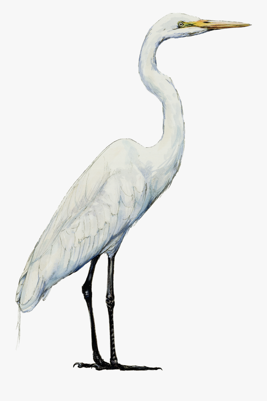 Egretsmaller - Great Egret, Transparent Clipart