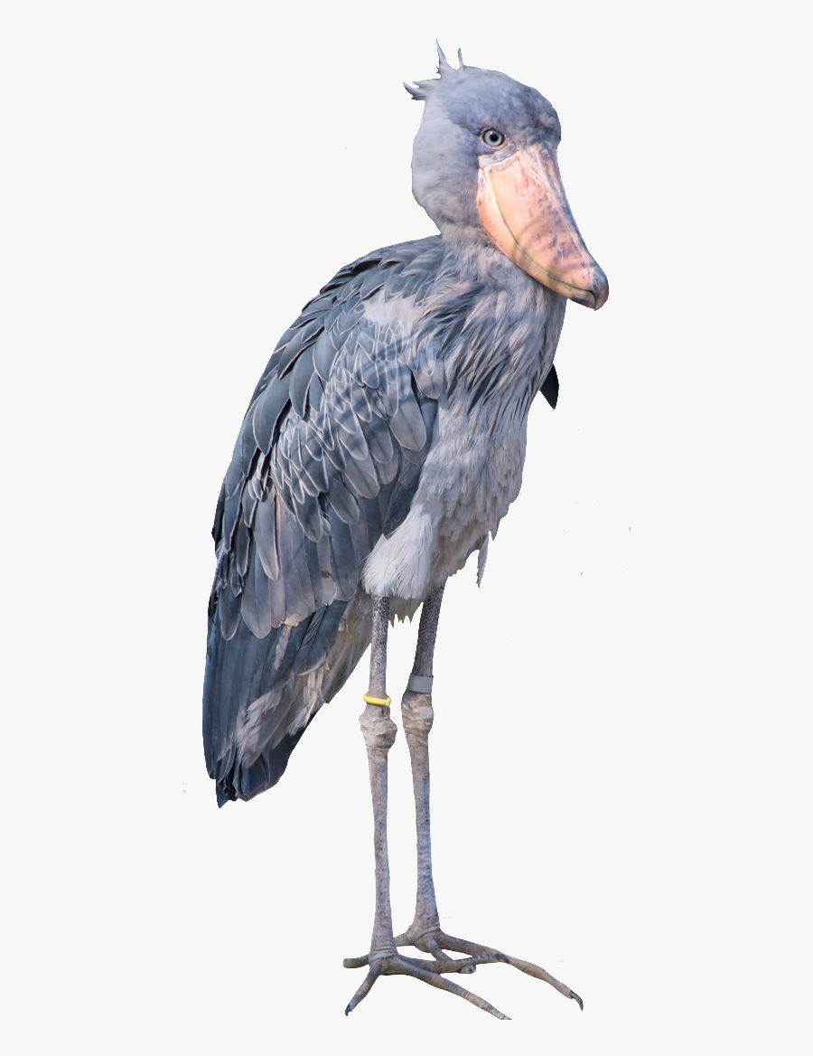 Shoebill 
for All Ahgases Who Are Petty About Jinyoung - Marabou Stork, Transparent Clipart