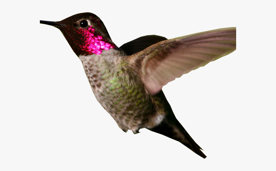 Ruby Throated Hummingbird Png, Transparent Clipart
