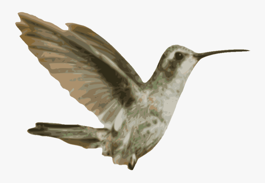 Rufous Hummingbird, Transparent Clipart