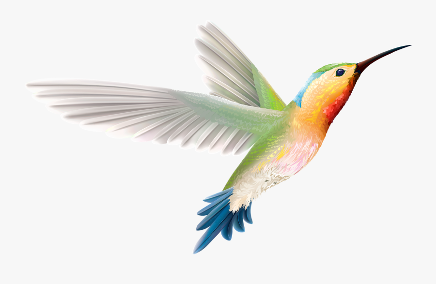 Hummingbird Art Png Free Image Download - Ruby-throated Hummingbird, Transparent Clipart