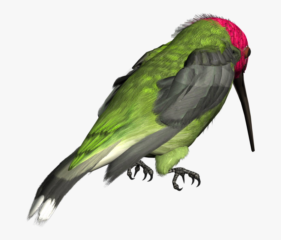 Hummingbird Png Picture - Budgie, Transparent Clipart