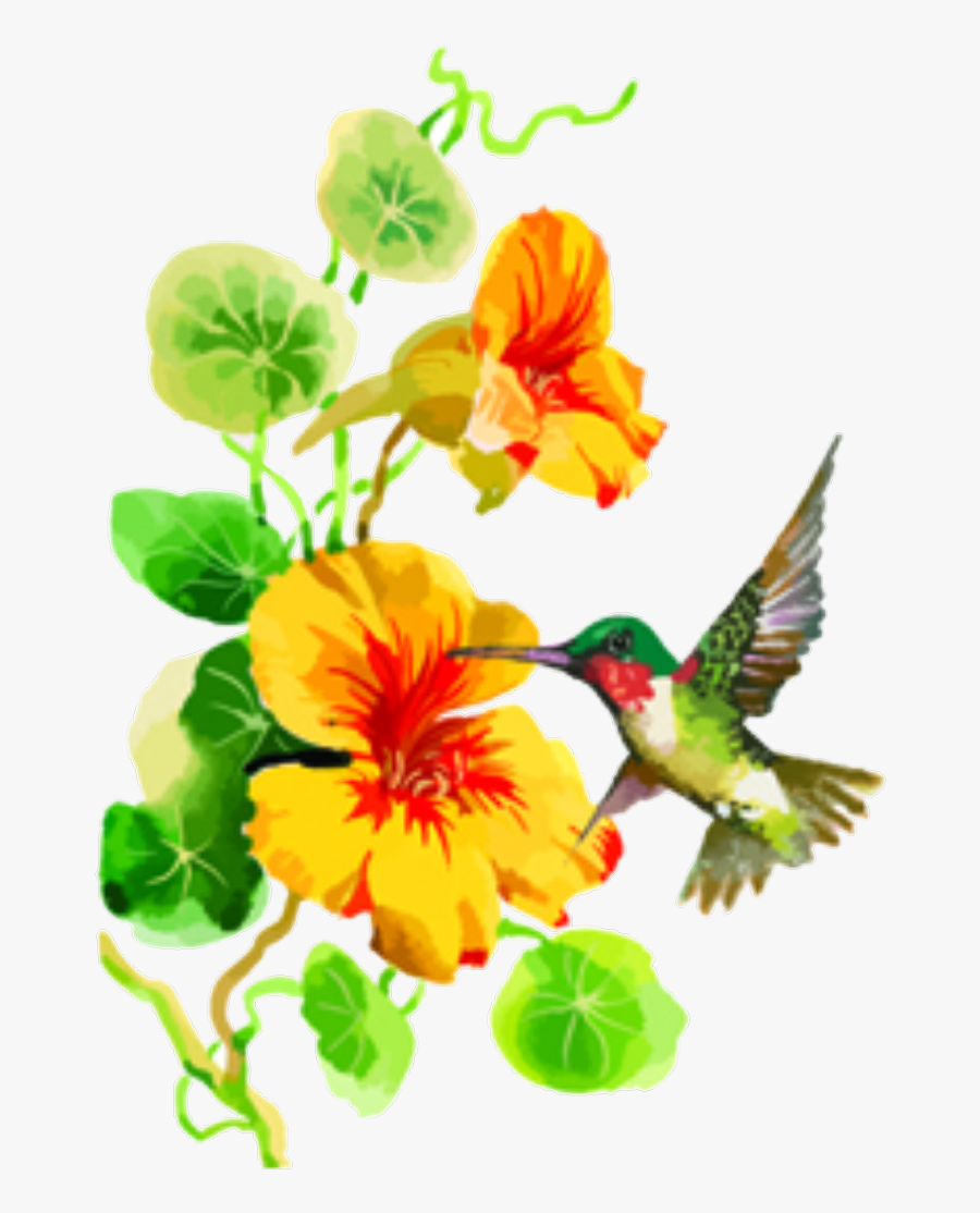 #floral #flowers #hummingbird, Transparent Clipart