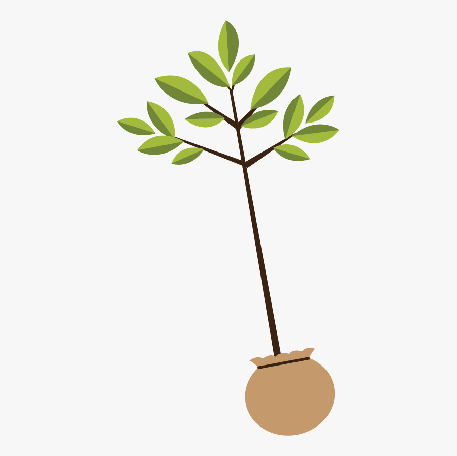 Tree, Transparent Clipart
