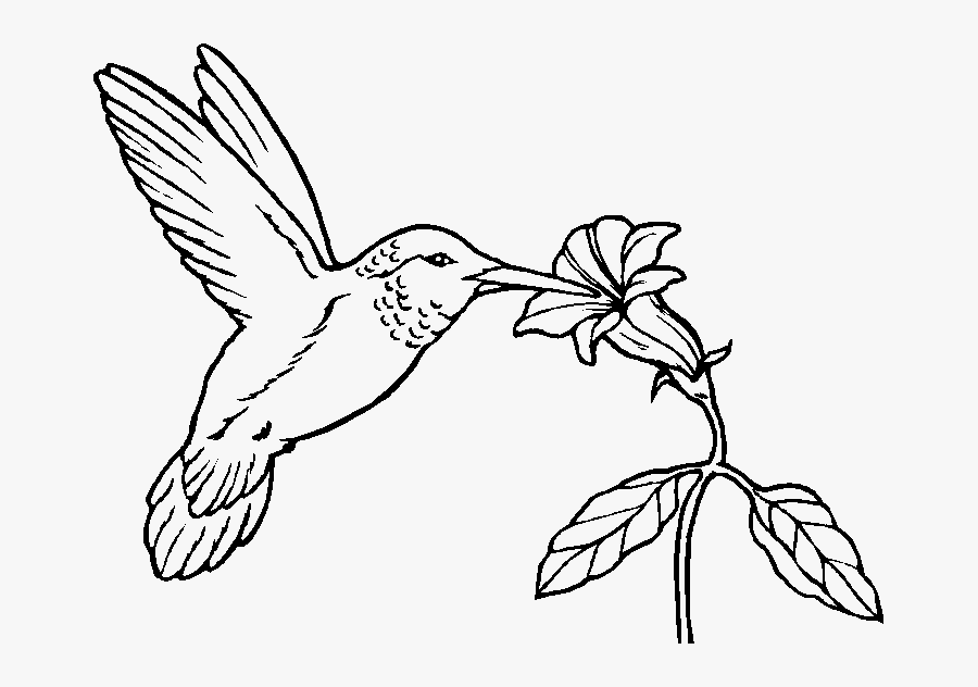 Colouring Pages Of Hummingbird, Transparent Clipart