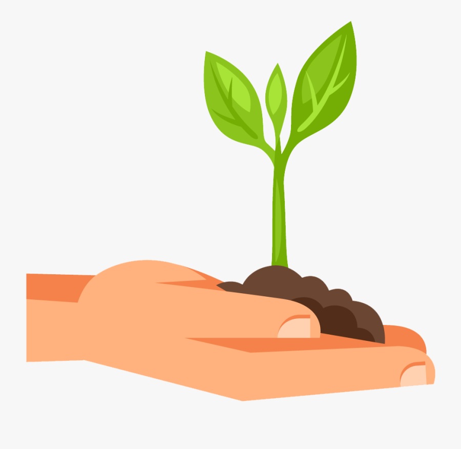 Fases De Las Plantas, Transparent Clipart