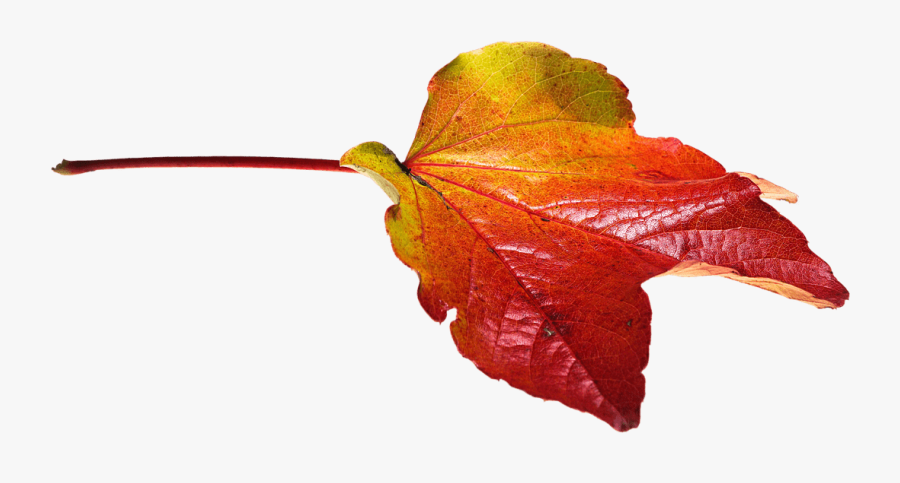 Autumn Red And Yellow Leaf Clip Arts - Autumn Leaves Png, Transparent Clipart