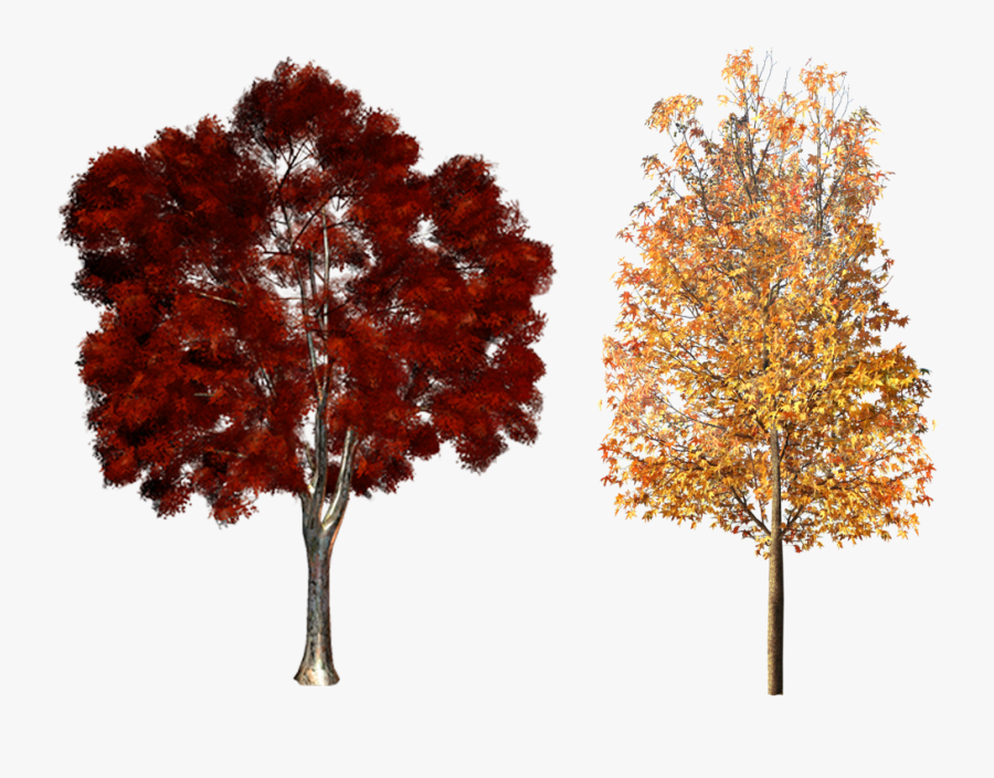 Clipart Fall Deciduous Tree Free Transparent Clipart Clipartkey