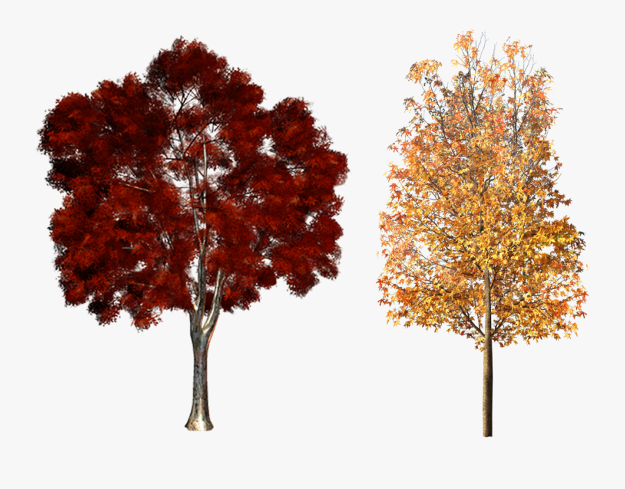 Clipart Fall Deciduous Tree, Transparent Clipart