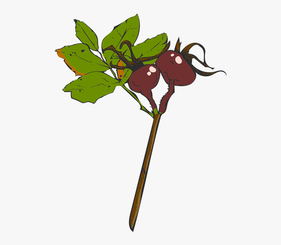 Twig, Rose Hip, Nature, Fall, Leaf, Autumn, Berry,, Transparent Clipart