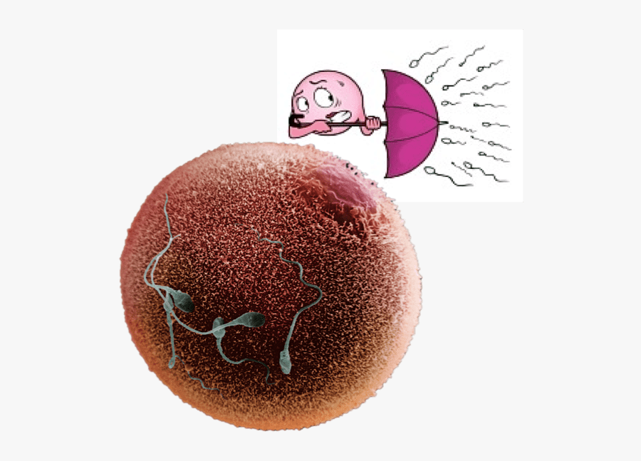 Natural Birth Control Funny, Transparent Clipart