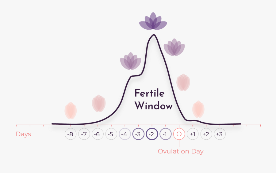 Viable Egg Ovulation, Transparent Clipart