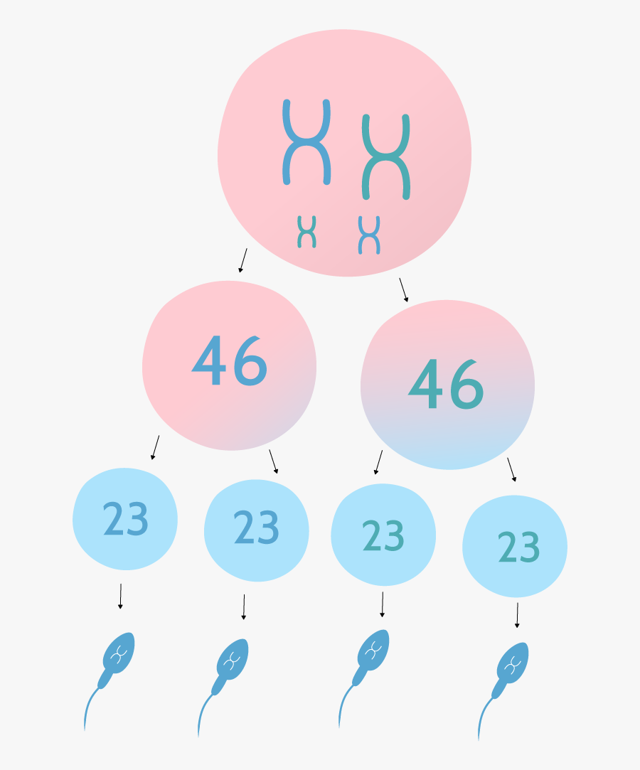 Circle, Transparent Clipart